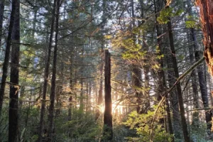 Tanya Gabrielle Counselling