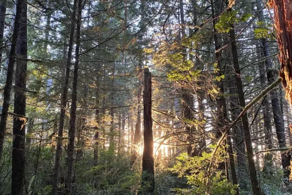 Tanya Gabrielle Counselling