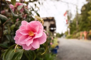 Naa’Waya’Sum Gardens (formerly the Tofino Botanical Gardens)