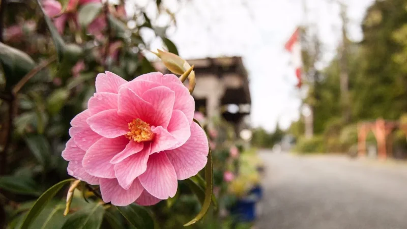 Naa’Waya’Sum Gardens (formerly the Tofino Botanical Gardens)