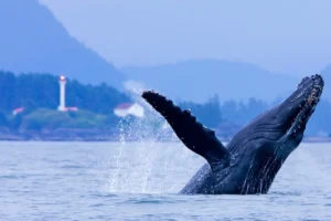 Jamie’s Whaling Station Tofino