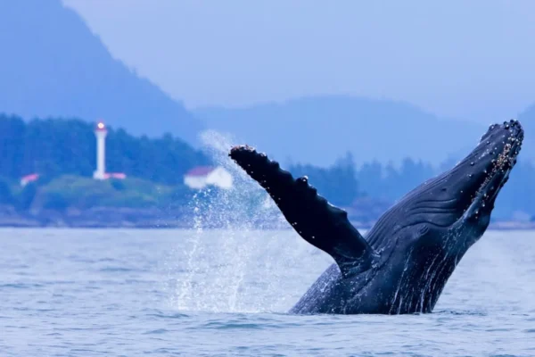 Jamie’s Whaling Station Tofino