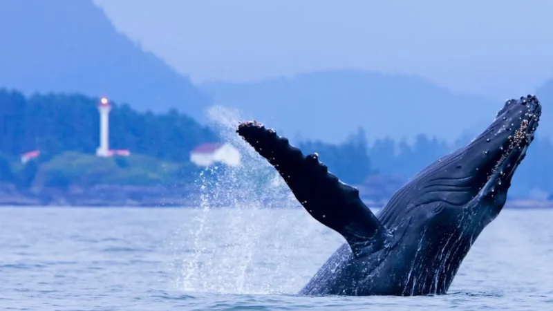 Jamie’s Whaling Station Tofino
