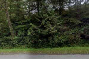 Blue Bear Bed and Breakfast